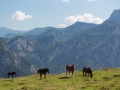 Postalm